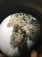 Laetisaria lichenicola