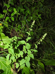 Mesosphaerum pectinatum