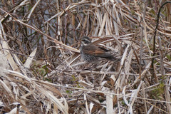 Turdus eunomus