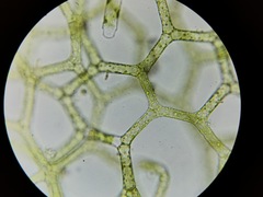 Hydrodictyon reticulatum