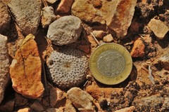 Mammillaria breviplumosa
