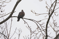 Streptopelia orientalis