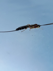 Perithous septemcinctorius