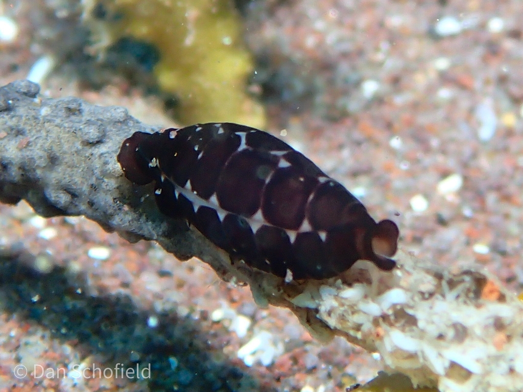 Black morph Cyphoma