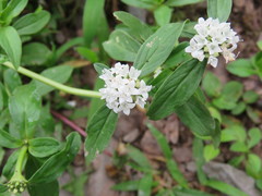 Spermacoce dasycephala