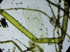 Hydrodictyon reticulatum