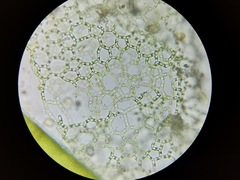 Hydrodictyon reticulatum