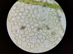 Hydrodictyon reticulatum