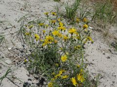 Hieracium umbellatum