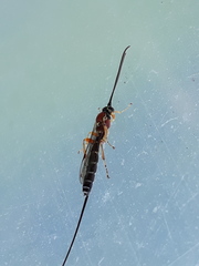 Perithous septemcinctorius