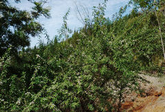 Chamaecytisus prolifer