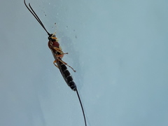 Perithous septemcinctorius