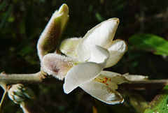 Chamaecytisus prolifer