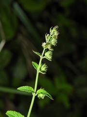 Mesosphaerum pectinatum