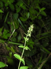 Mesosphaerum pectinatum