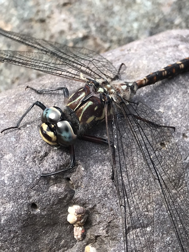 Tasmanian Darner