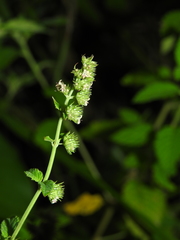 Mesosphaerum pectinatum