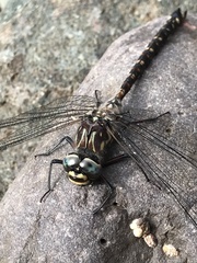 Austroaeschna tasmanica