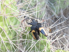 Calocomus desmarestii