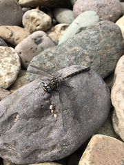 Austroaeschna tasmanica