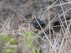 Calocomus desmarestii