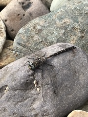 Austroaeschna tasmanica