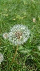 Taraxacum officinale