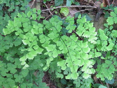 Adiantum lorentzii