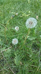 Taraxacum officinale