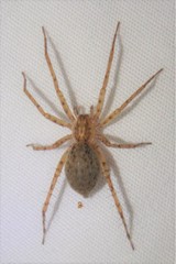 Anyphaena