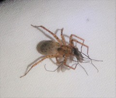 Anyphaena