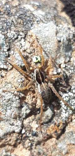 Pin-Stripe Wolf Spider Complex