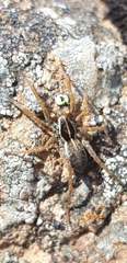 Pardosa palustris