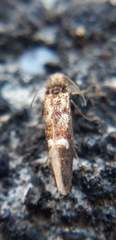 Heringocrania unimaculella