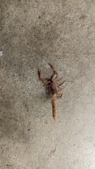 Paravaejovis spinigerus