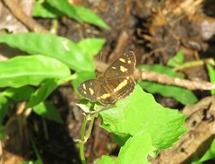 Telenassa berenice