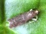 Ephestia elutella