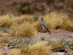 Muscisaxicola frontalis