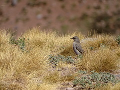 Muscisaxicola frontalis