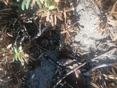 Heliastus sumichrasti