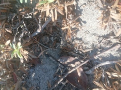 Heliastus sumichrasti