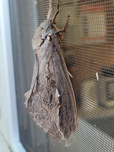 Labyrinthine Ghost Moth