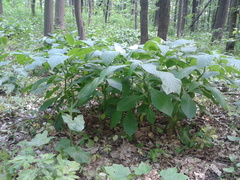 Scopolia carniolica