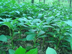 Scopolia carniolica