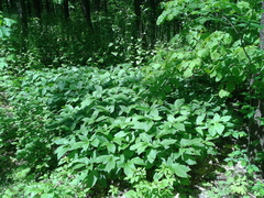 Scopolia carniolica