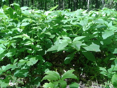 Scopolia carniolica