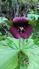 Trillium sulcatum