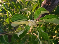Croton heliotropiifolius