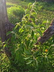 Croton heliotropiifolius