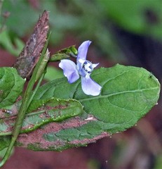 Ennealophus euryandrus